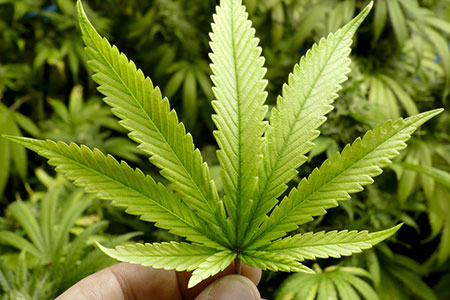 Anandamida: conheça a cannabis do cerebro e como ela atua